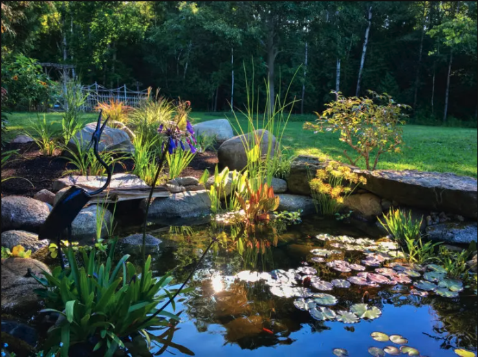Backyard Pond
